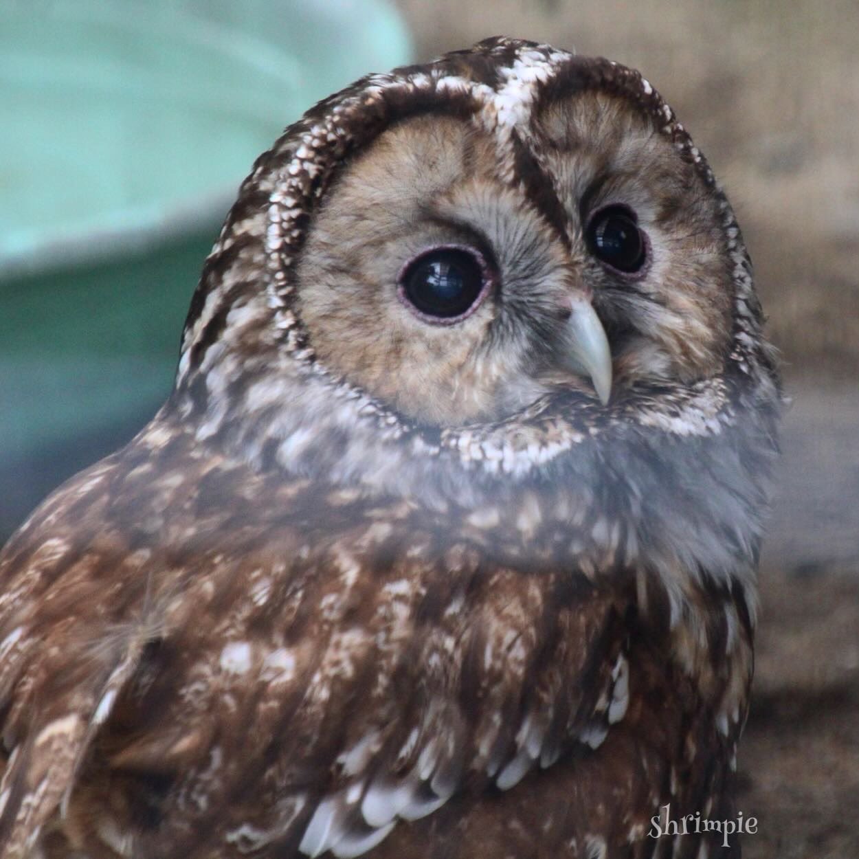 世界のふくろう] ブルゴーニュのふくろう