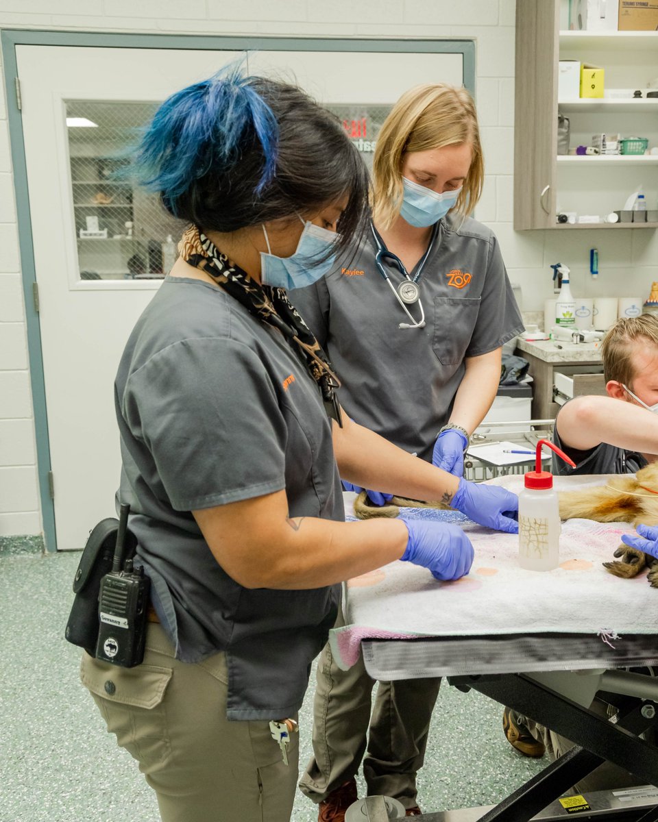 Happy Vet Appreciation Day 🌟

Behind every healthy paw, feather, or fin is a dedicated vet making it possible. At JBZ, that's the wonderful Dr. Ryan and the veterinarian team. Thank you for your tireless care, compassion, and commitment to wildlife today and every day!🩺🦁