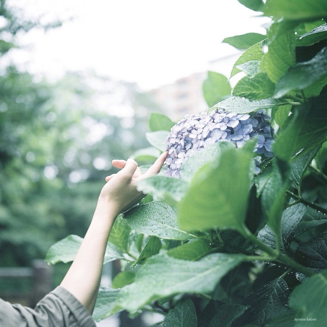 雨の季節になると思い出す 。