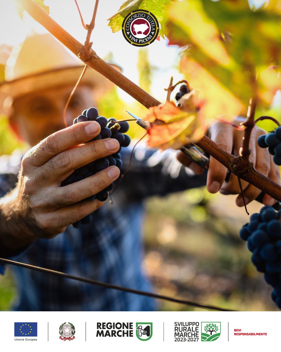 Sotto la protezione del Consorzio, alcune delle denominazioni più rappresentative delle Marche:
Rosso Piceno DOC – Rosso Piceno Superiore DOC – Falerio DOC – Offida DOCG – Terre di Offida DOC. Ogni sorso racconta la storia di un territorio, ricco di identità, cultura e visione.