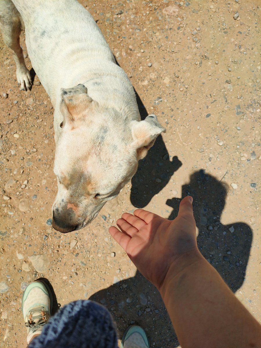 🖤🕸️🦷Tiger'hysope du Chaos🦷🕸️🖤 tweet media