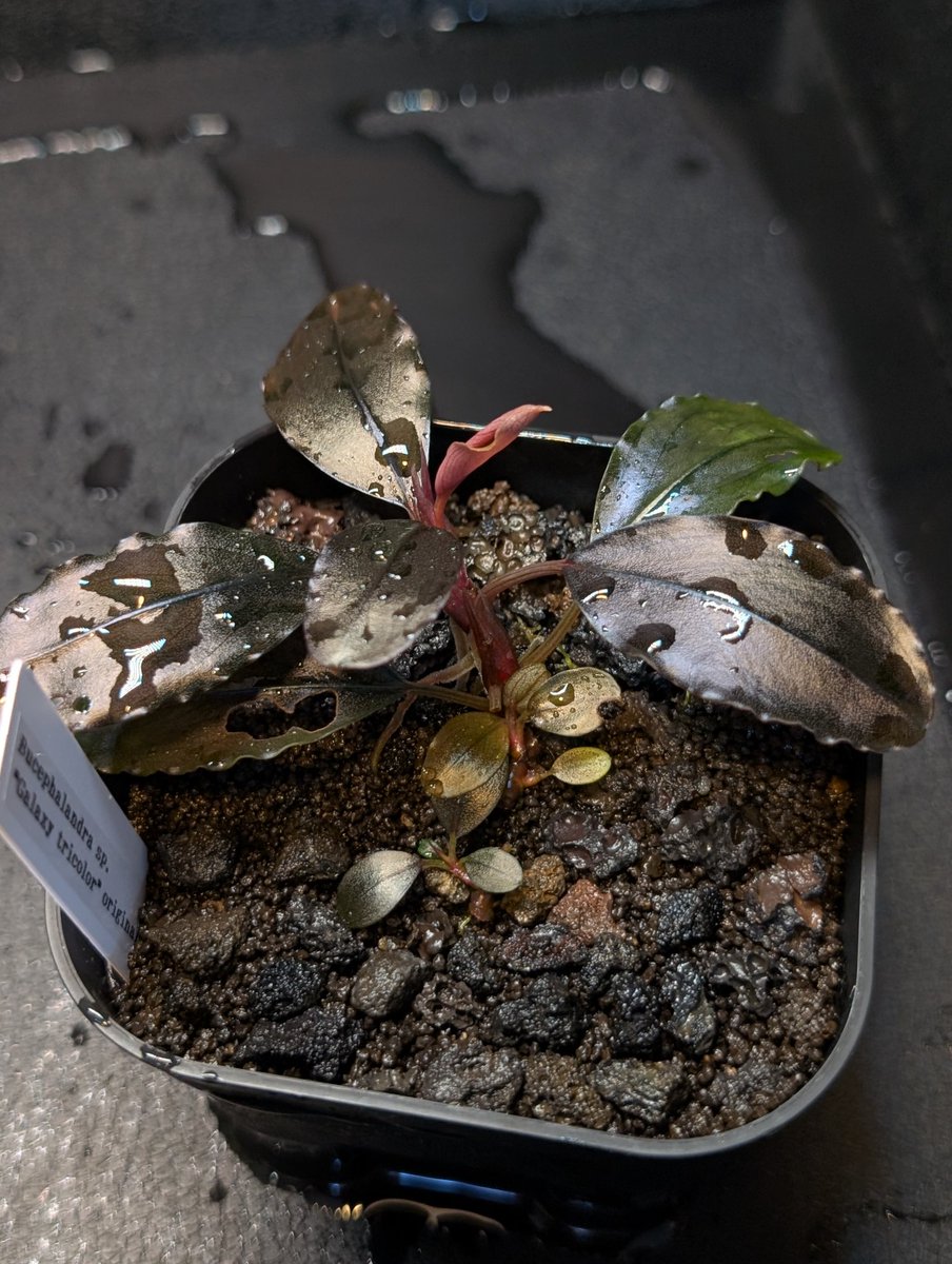 munmunshrimp's tweet image. えび🦐とぶせふぁら🌿

Bucephalandra sp."Galaxy tricolor" 
with レッドビー🦐

ぎゃらとりデーみたいなので便乗！
うちの子メドレーです。

どっちも凄いけど水中がお化け😗🌿