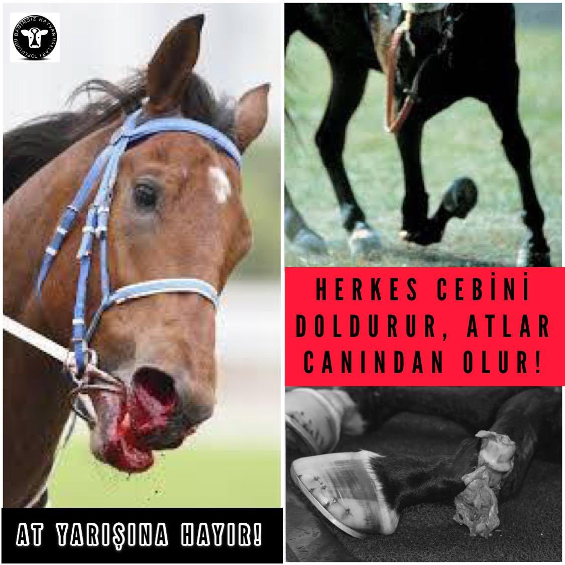 <a href="/ibrahimyumakli/">İbrahim Yumaklı</a> Çok iyi! Ama neden <a href="/_TJK_/">Türkiye Jokey Kulübü</a> yarışlarında hunharca işkence edilen atlar sakatlandığında iğne ile öldürülüyor ve buna herkes seyirci kalıyor? Yıllardır bu zulmü belgeliyor ve bakanlığınıza ihbar ediyorum. #AtYarışıZulümdür etiketine bakarak paylaşımlarımı ve birçok yazımı