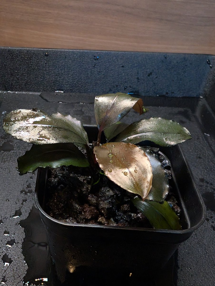 munmunshrimp's tweet image. えび🦐とぶせふぁら🌿

Bucephalandra sp."Galaxy tricolor" 
with レッドビー🦐

ぎゃらとりデーみたいなので便乗！
うちの子メドレーです。

どっちも凄いけど水中がお化け😗🌿