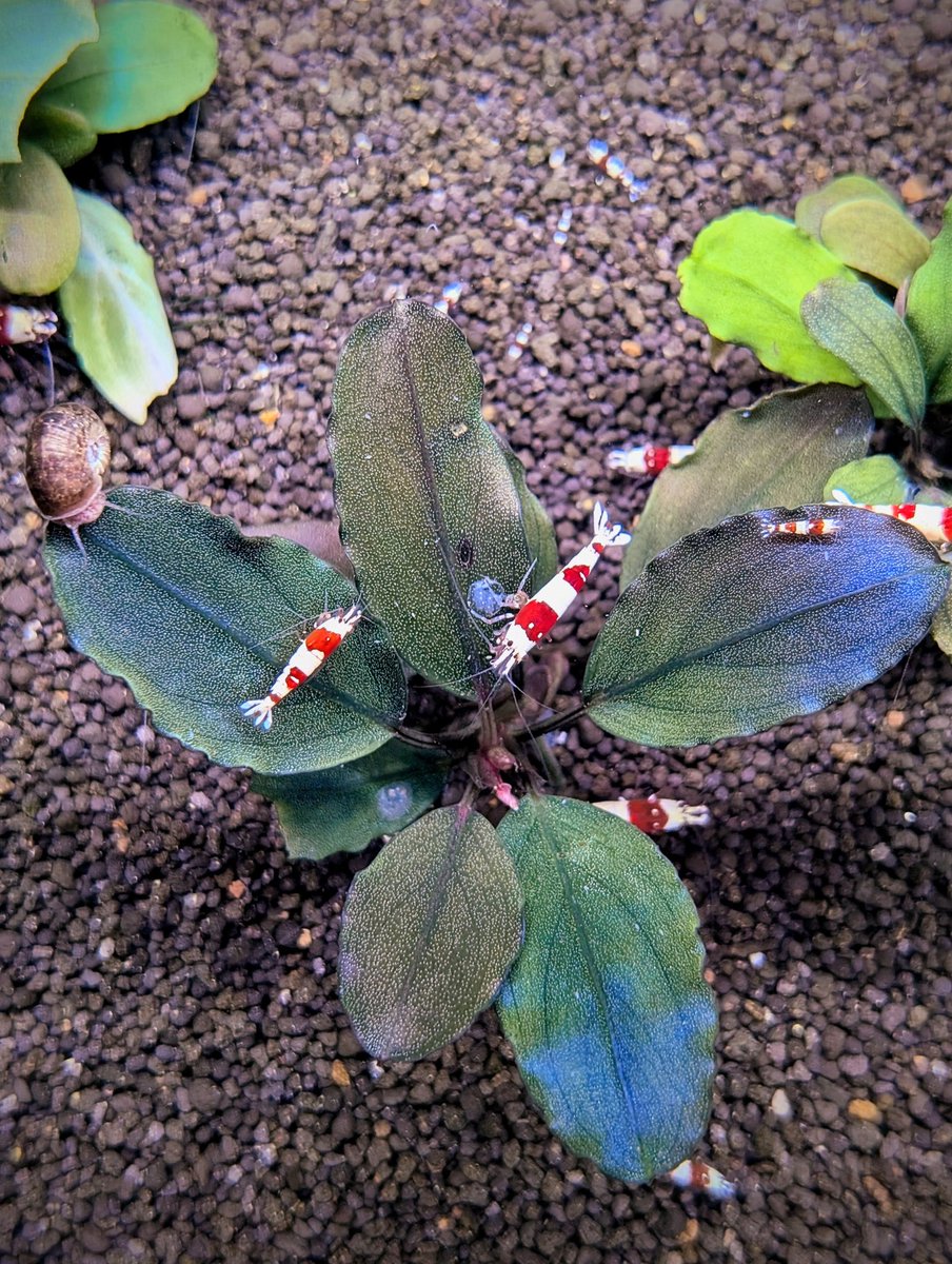 munmunshrimp's tweet image. えび🦐とぶせふぁら🌿

Bucephalandra sp."Galaxy tricolor" 
with レッドビー🦐

ぎゃらとりデーみたいなので便乗！
うちの子メドレーです。

どっちも凄いけど水中がお化け😗🌿