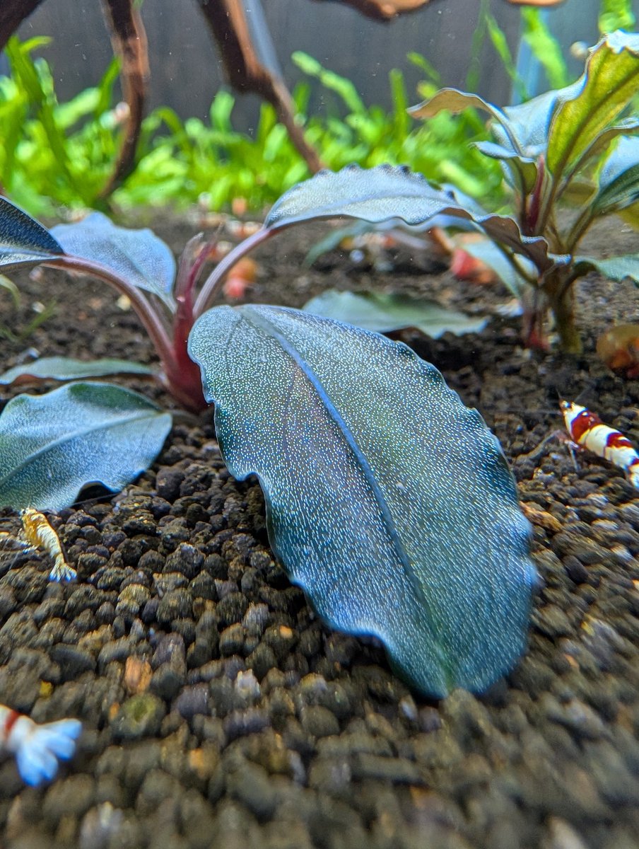 munmunshrimp's tweet image. えび🦐とぶせふぁら🌿

Bucephalandra sp."Galaxy tricolor" 
with レッドビー🦐

ぎゃらとりデーみたいなので便乗！
うちの子メドレーです。

どっちも凄いけど水中がお化け😗🌿