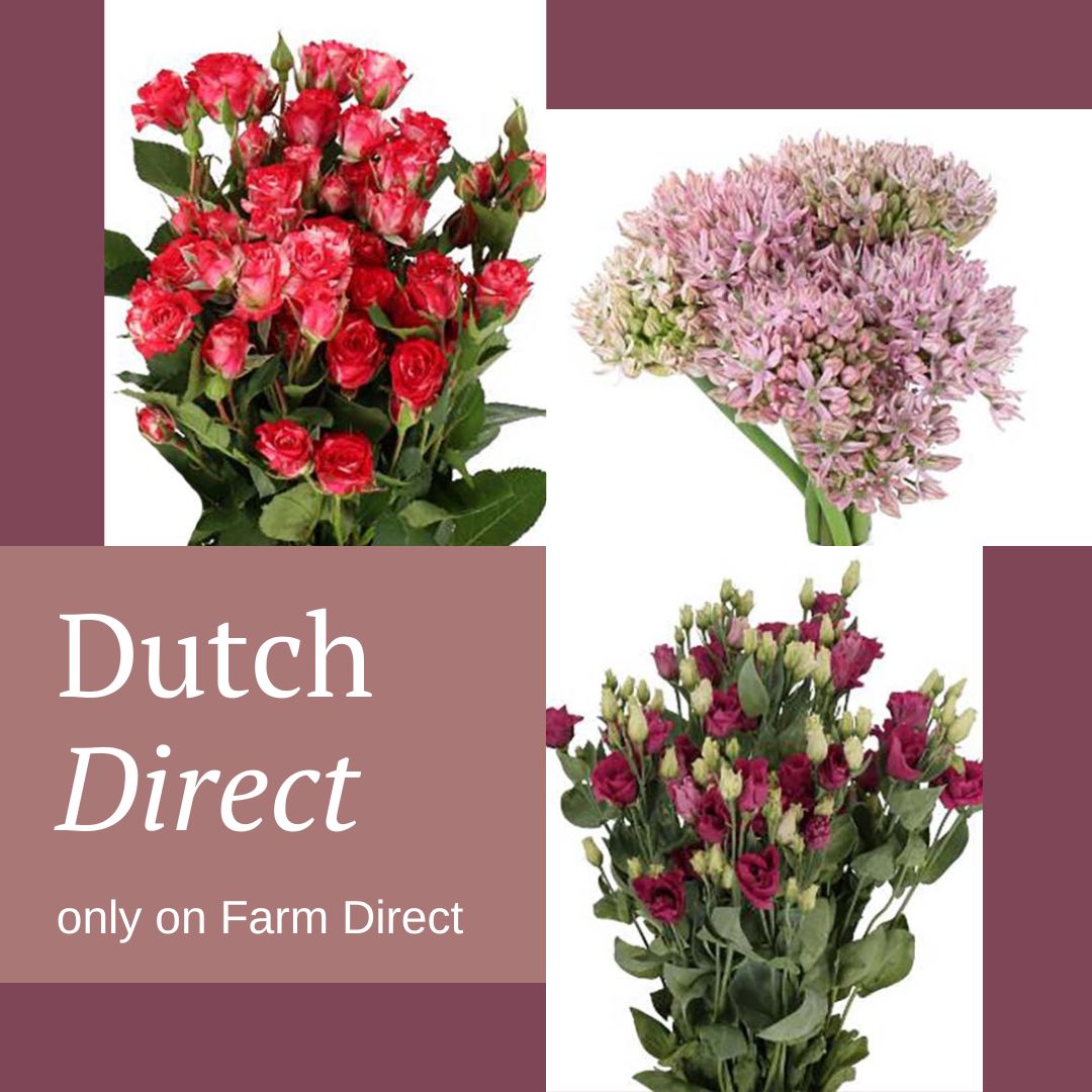 PennockFloral's tweet photo. 😎 Our Dutch Direct products are now available on Farm Direct at https://t.co/ZGIKhJLRRt! 

Why choose Dutch? It’s the best way to pre-order items for maximum freshness and to find unique products for events and special occasions. https://t.co/vMNIjqgfug