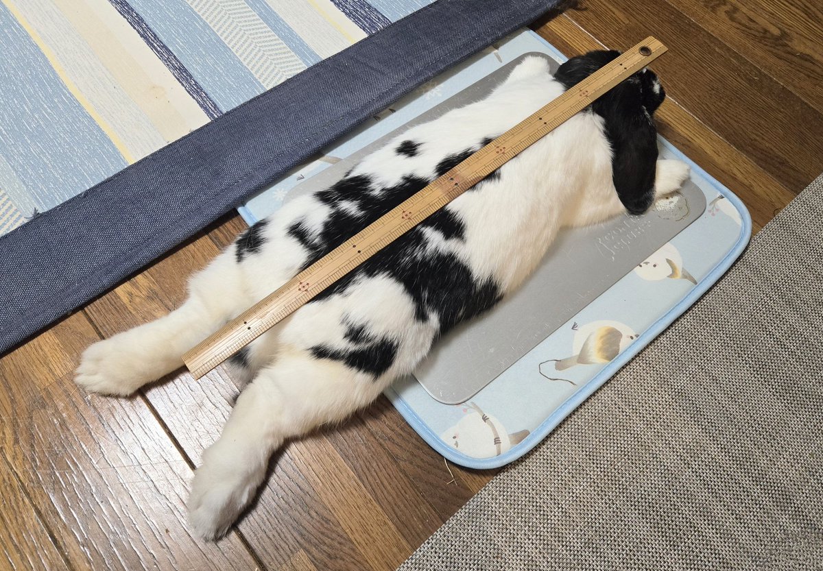 かわいさ測定中…