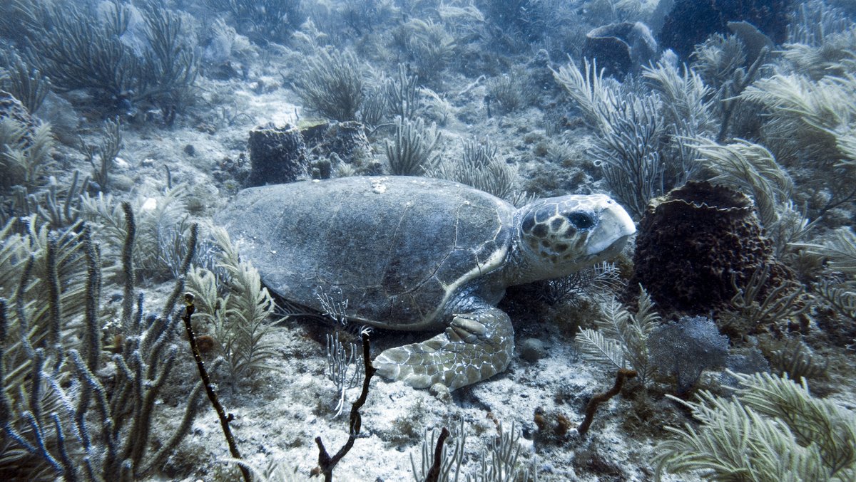 Scuba_Directory's tweet image. 🐢 Dive Site: Bath and Tennis
📍 West Palm Beach, FL, United States
 📸 TSD user SteveD
 👉thescubadirectory.com/divesiteprofil…

 #Florida #divesite #turtle #ScubaDivingMag #PADI #paditv #scubadivelife #scubadive #scubadiving #divelife #scuba #dive #diving #divetrip #divetravel #scubatravel
