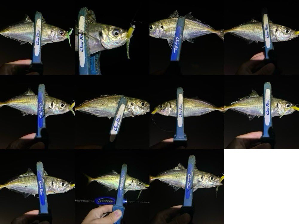 gaku_lightgamer's tweet image. アジも夏バテ状態で軽量JHを極力テンションかけないでレンジをキープさせないと全く食わない笑
そうゆう絶妙なコントロールをするとなるとハンドルのピッチが短いエアーステア 33が良い仕事してくれます✨

#DLIVE
#横浜アジング
#アジング