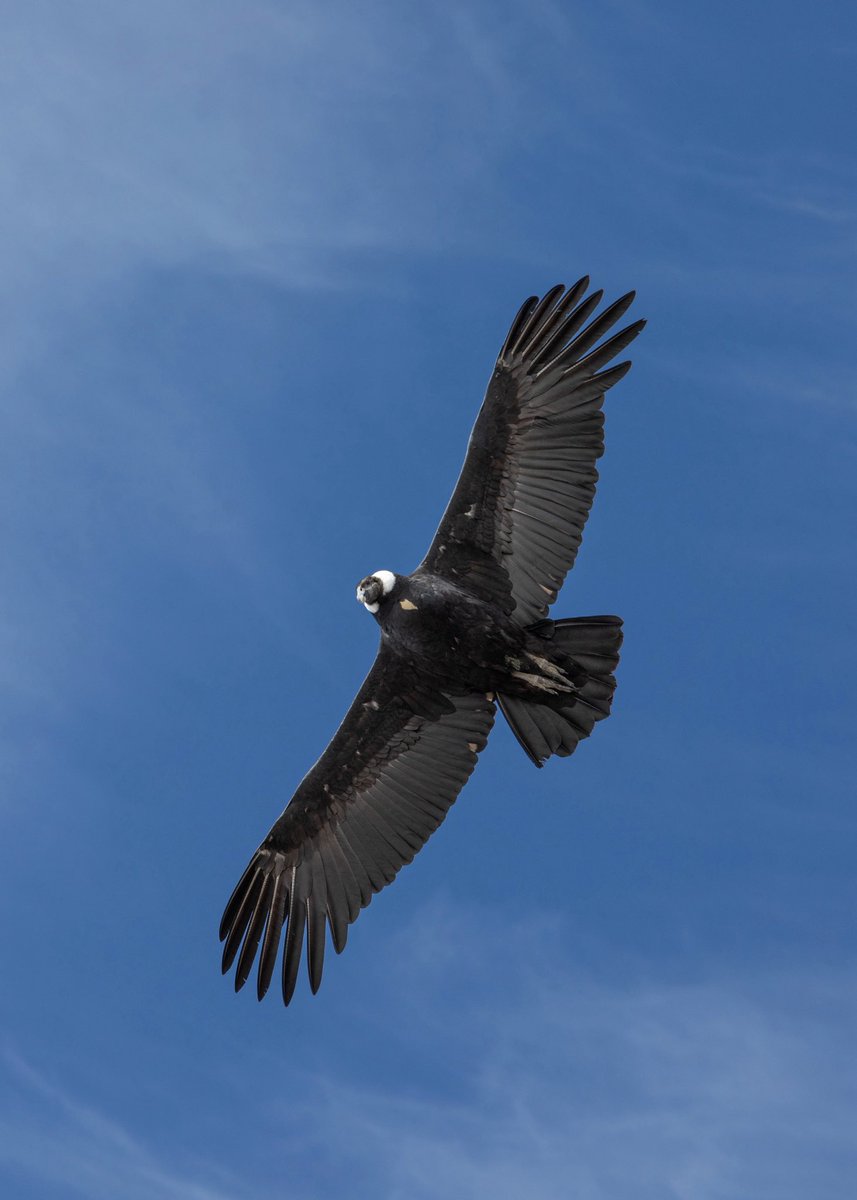 ¿Sabías que el cóndor es el ave voladora más grande del mundo?👀 Suelen estar sobrevolando nuestra cordillera, así que si venís a Bariloche puede que veas alguno🤩

#Bariloche #Argentina #Patagonia