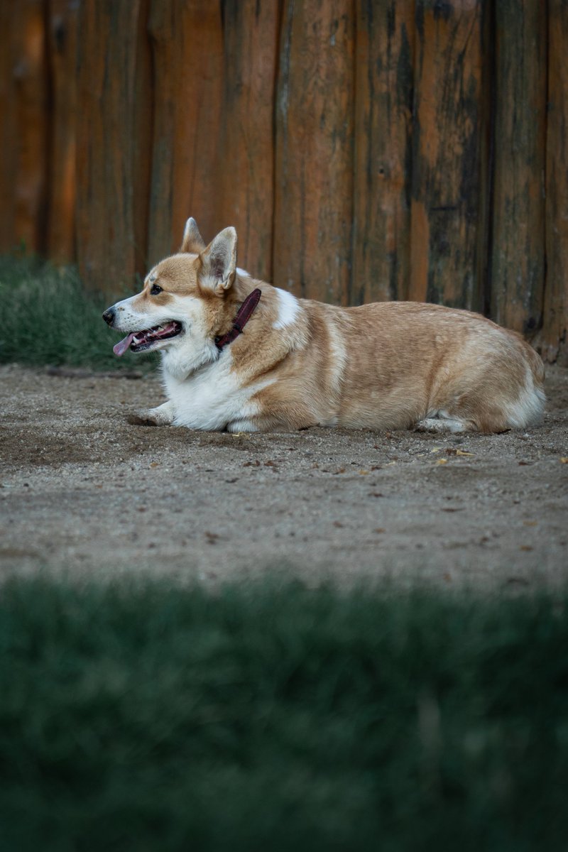 FHatlak's tweet photo. Zkusíme to znova 🙂 od pátku do neděle se chystáme s tímhle torpédem do Prahy. Přidá se k nám někdo na venčení? 🦊😊

#OrkaTheCorgi #twilisky #corgicrew #welshcorgipembroke https://t.co/Ub7es4Oulu