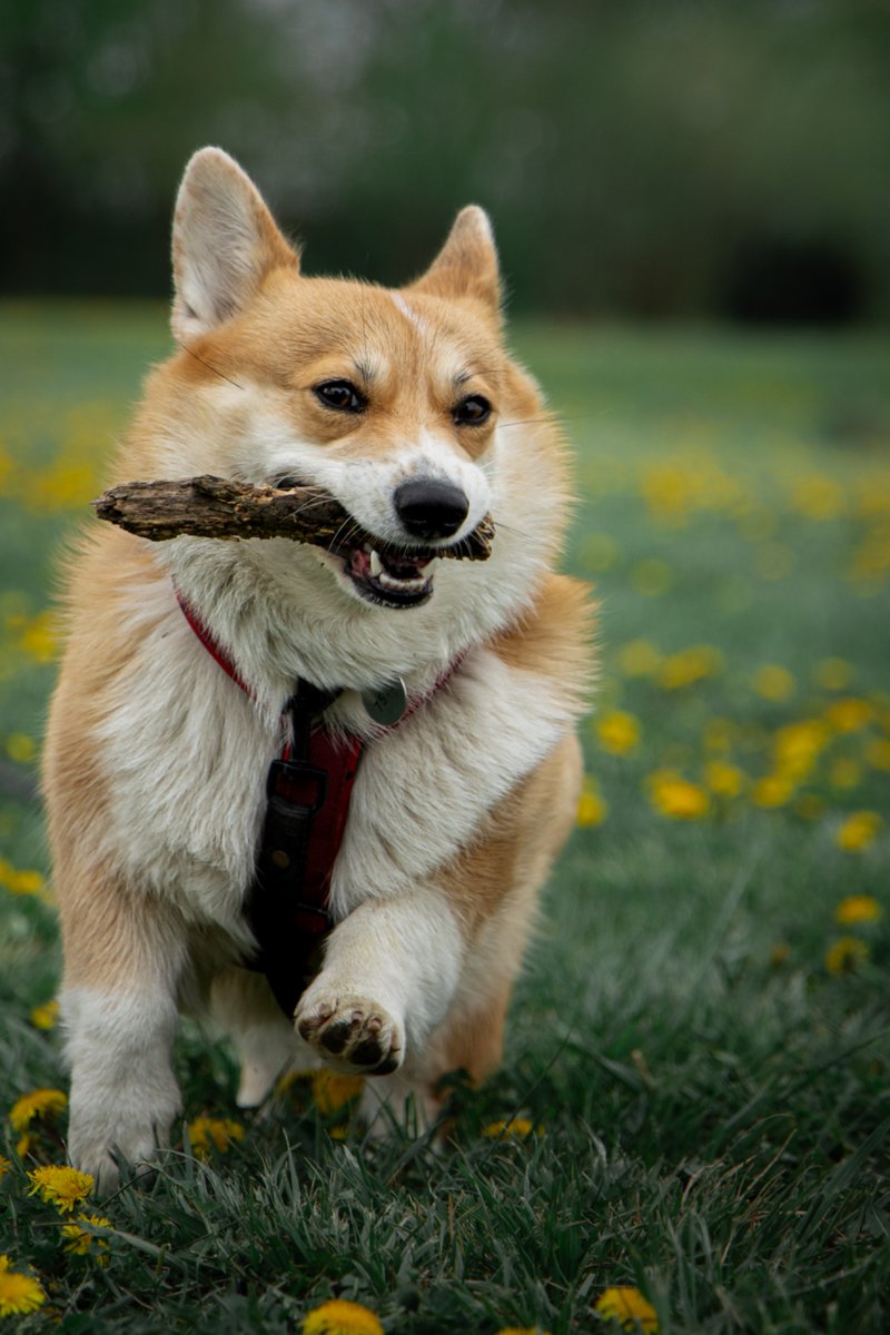 FHatlak's tweet photo. Zkusíme to znova 🙂 od pátku do neděle se chystáme s tímhle torpédem do Prahy. Přidá se k nám někdo na venčení? 🦊😊

#OrkaTheCorgi #twilisky #corgicrew #welshcorgipembroke https://t.co/Ub7es4Oulu