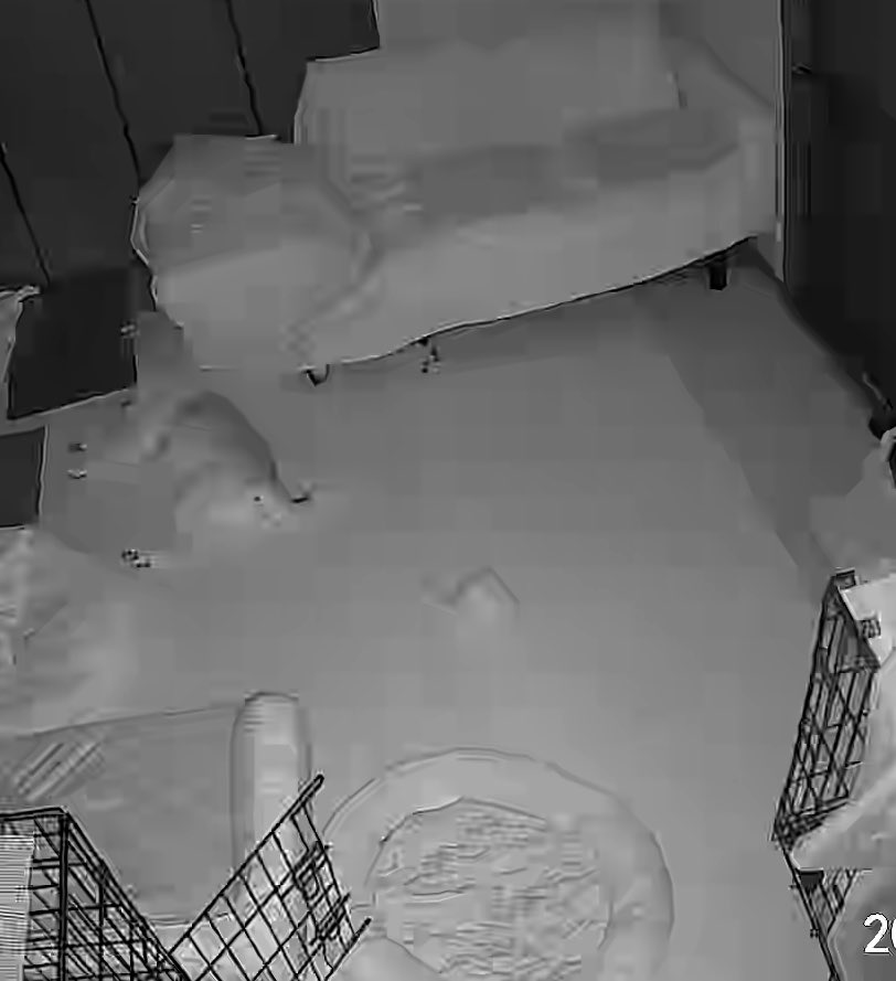 毎晩、あれ？こはがいないって思うんだけど、いるんだなー😇