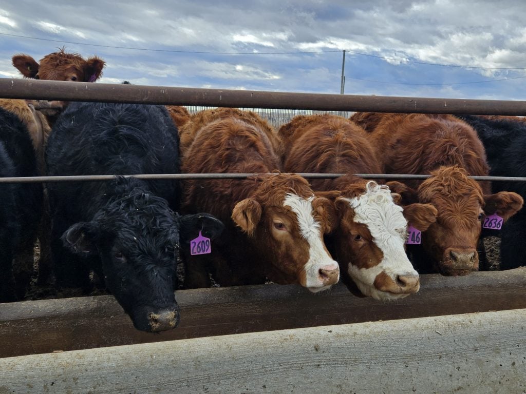 RealAgriculture (@realagriculture) on Twitter photo In livestock management, small missteps can mean major headaches down the line. Learn more about <a href="/CCIA_Canada/">CCIA (Canadian Cattle Identification Agency)</a>'s awareness initiative aimed at reducing the number of lost ID tags here: ow.ly/mHBI50Wba8i #cdnag #ontag #cattle #westcdnag In livestock management, small missteps can mean major headaches down the line. Learn more about <a href="/CCIA_Canada/">CCIA (Canadian Cattle Identification Agency)</a>'s awareness initiative aimed at reducing the number of lost ID tags here: ow.ly/mHBI50Wba8i #cdnag #ontag #cattle #westcdnag