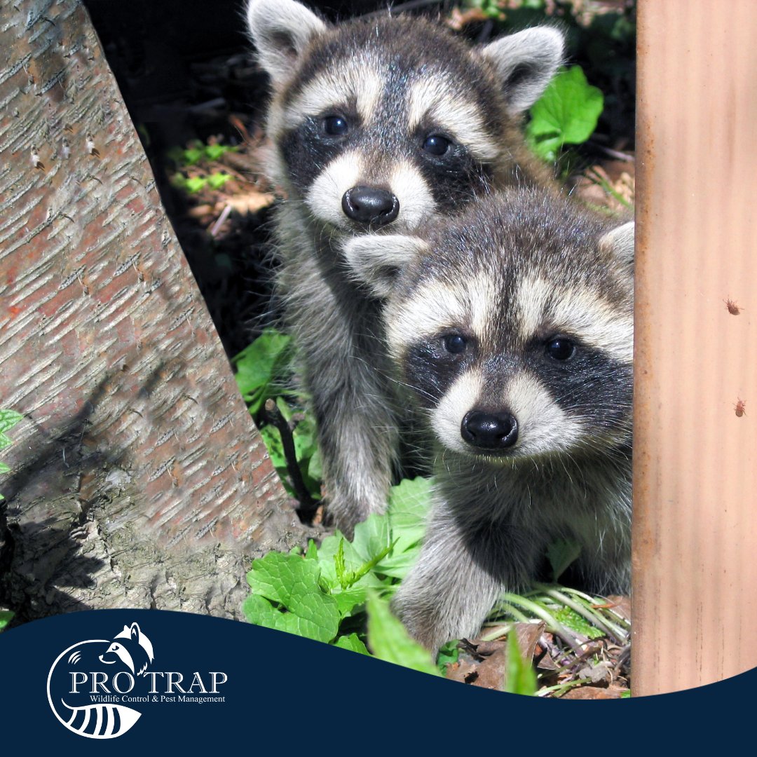 Spotted baby raccoons in your backyard? 🦝

They might look lost, but Mama could be watching.

👀 Keep your distance.
🚫 Don’t feed or touch.
📞 Call the pros: (226) 350-7378

#WildlifeTips #RaccoonControl #ProTrap #WindsorWildlife #HomeSafety"