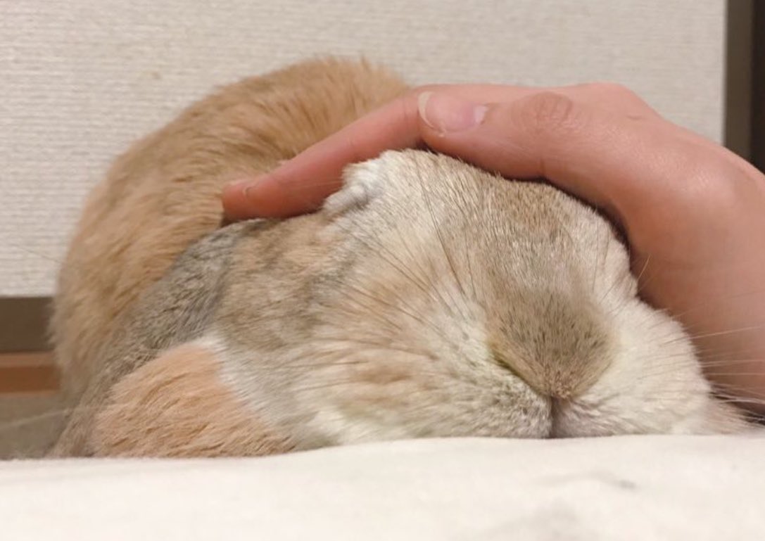 niihao_'s tweet image. 「うさぎは懐かないよ。それは“慣れた”だけ」
前にツイッターで言われたんだけど、どう考えてもうにまるさん、私のこと好きだと思う。