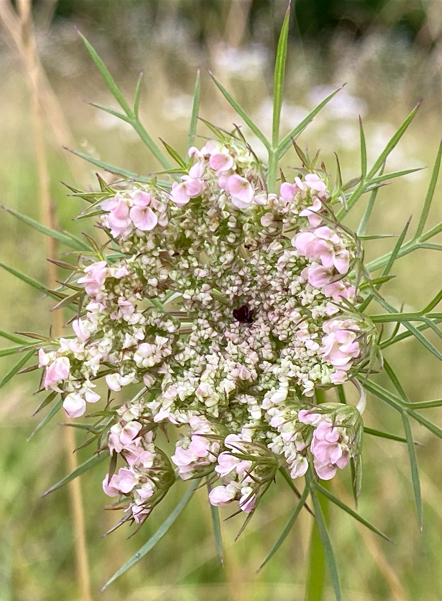 Happy Wednesday hope you’re having a good day..🩷