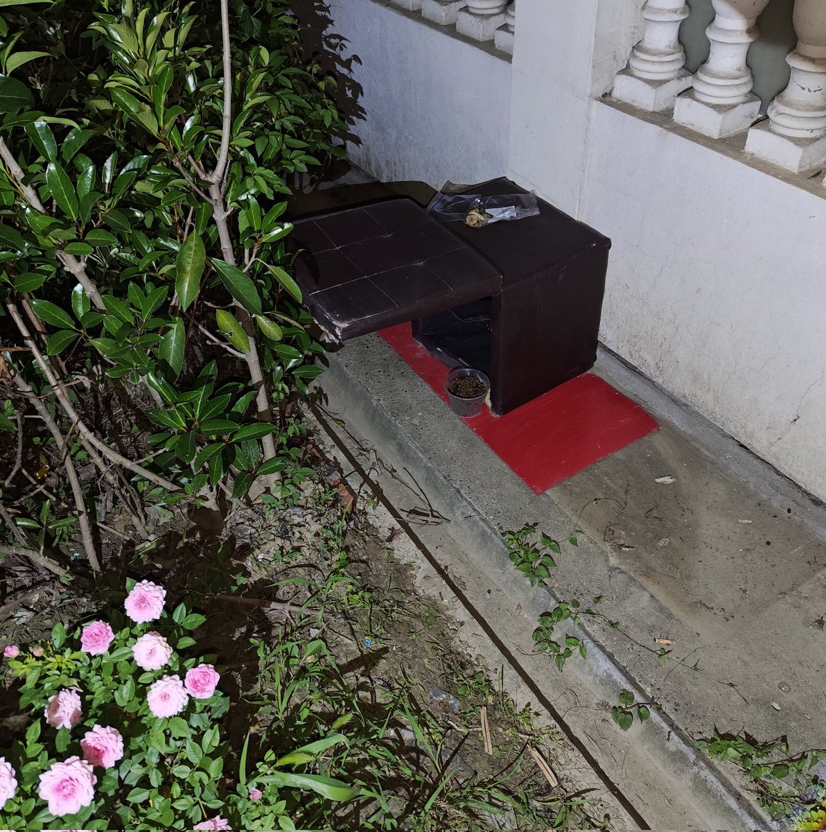 《重生之我的小院迎来一家招财猫》

今天下班回家，站在阳台上看小院
突然发现阳台外，小院里 来了“一家人”
猫妈妈饿的瘦骨嶙峋，
淄博一枝花火速送来一大袋子猫粮
（猫妈妈吃了半碗，可怜的）
连夜给她们搭建了一个小窝（说明天还下雨）高端大气上档次（皮面小屋）
希望两个小奶猫可以活下来。加油