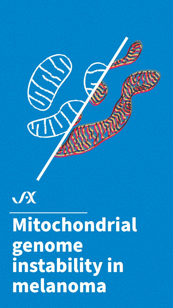 jacksonlab's tweet image. Despite their small size, mutations in the mitochondrial genome can cause a number of rare genetic disorders and may even affect tumor growth in certain cancers. At JAX, researchers are studying the big impact of these tiny mutations. 🧬
jax.org/news-and-insig…