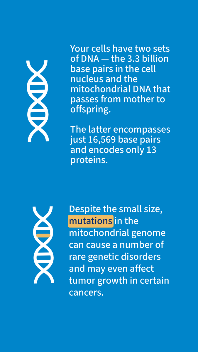 jacksonlab's tweet image. Despite their small size, mutations in the mitochondrial genome can cause a number of rare genetic disorders and may even affect tumor growth in certain cancers. At JAX, researchers are studying the big impact of these tiny mutations. 🧬
jax.org/news-and-insig…