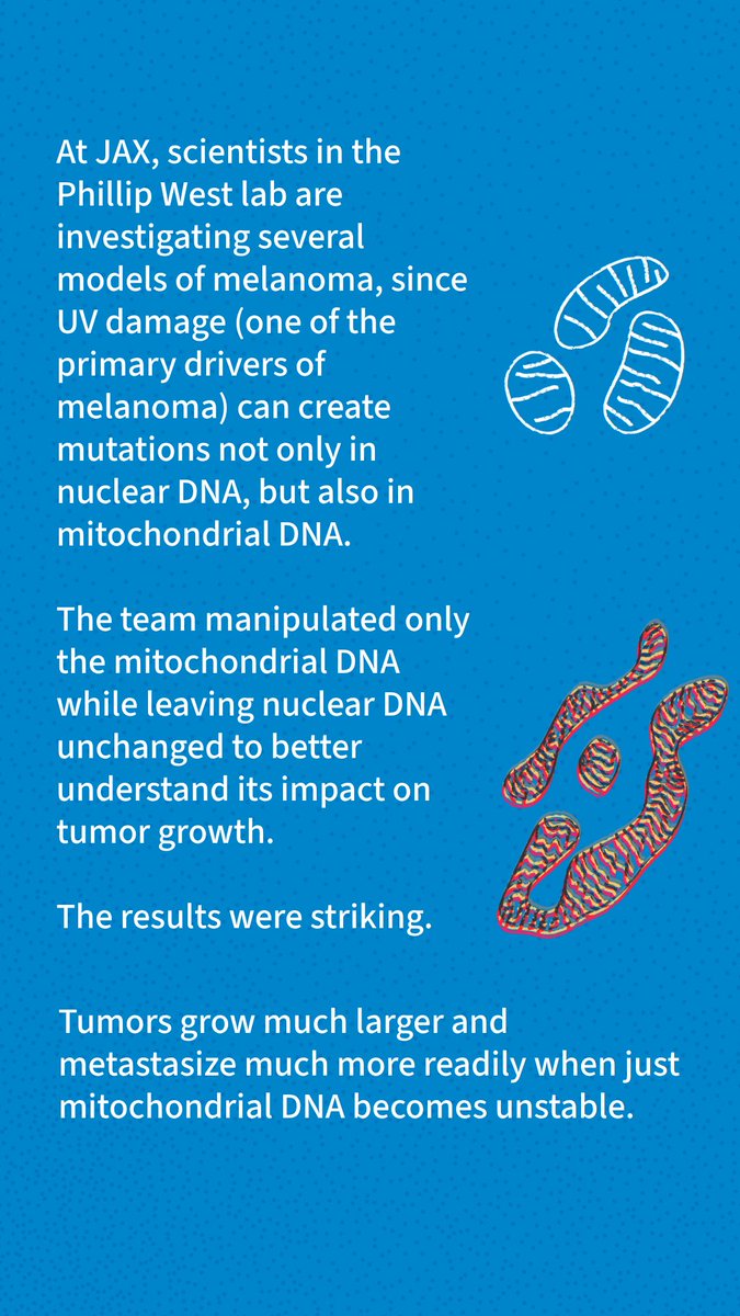jacksonlab's tweet image. Despite their small size, mutations in the mitochondrial genome can cause a number of rare genetic disorders and may even affect tumor growth in certain cancers. At JAX, researchers are studying the big impact of these tiny mutations. 🧬
jax.org/news-and-insig…