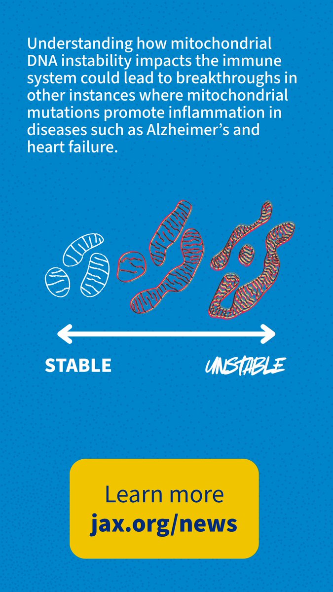 jacksonlab's tweet image. Despite their small size, mutations in the mitochondrial genome can cause a number of rare genetic disorders and may even affect tumor growth in certain cancers. At JAX, researchers are studying the big impact of these tiny mutations. 🧬
jax.org/news-and-insig…