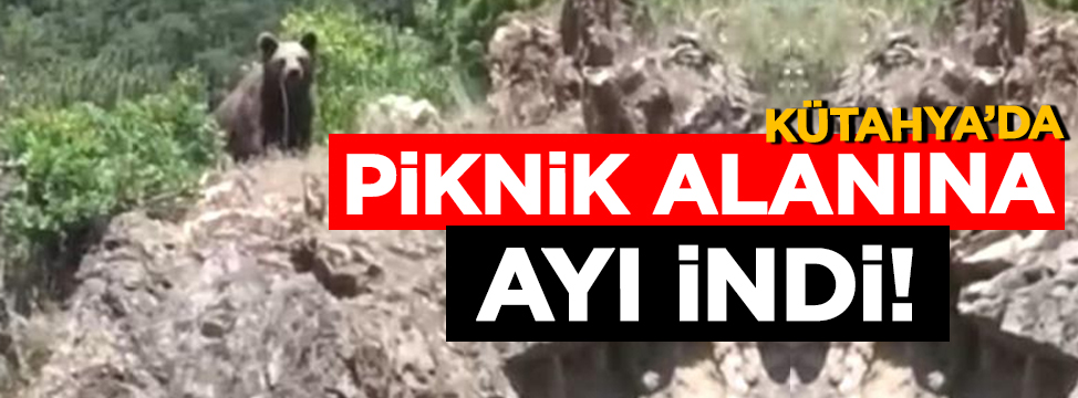 Kütahya’da Piknik Alanına Ayı İndi! Gençler Şaşkınlıkla Kayda Aldı
dumlupinargazetesi.com/haber/25273306…