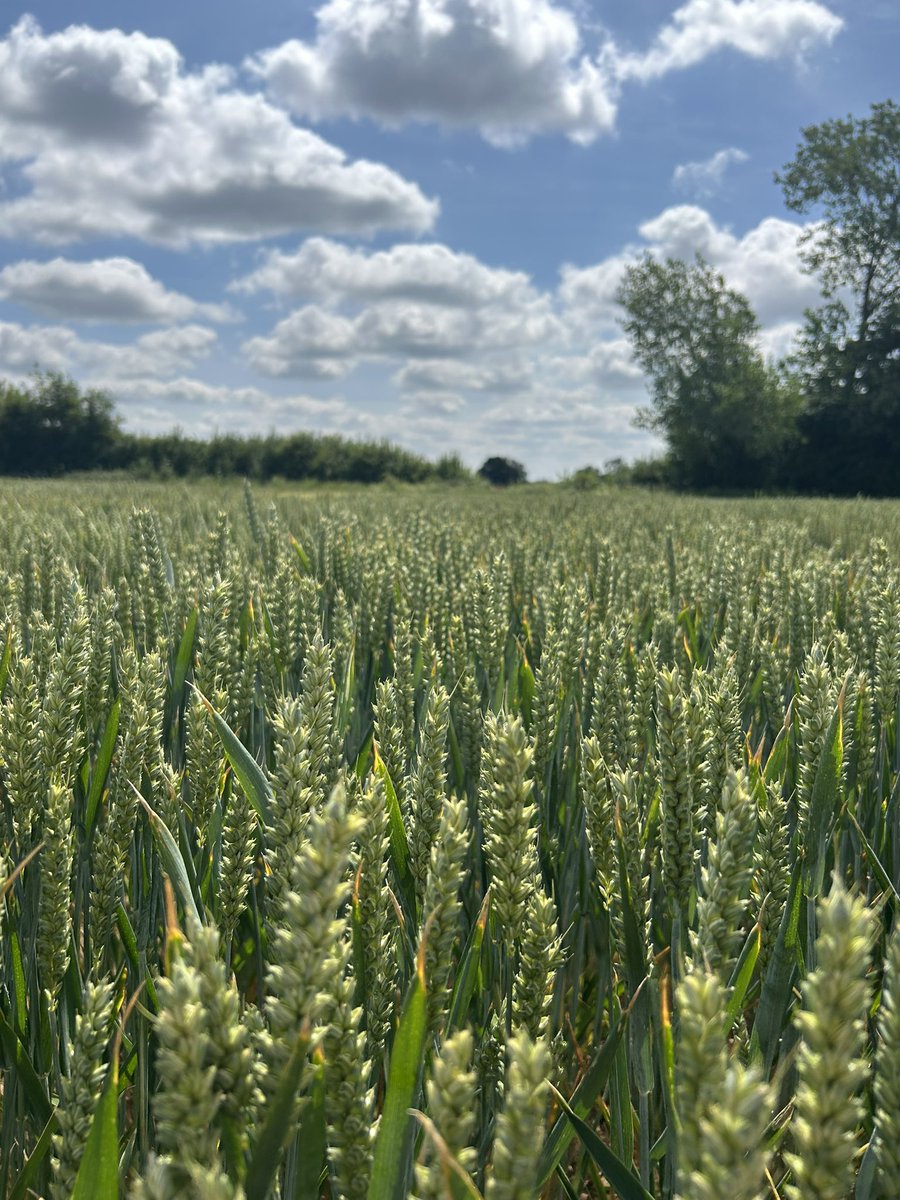 SPARKLER winter wheat. Looking a picture in the untreated and treated. Perfect table top. So many ears. Loads of yield. <a href="/Elsomsseeds/">Elsoms Seeds</a> #BehindTheSeeds