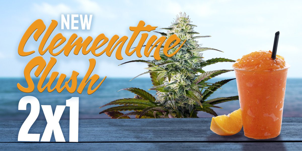 Kannabia Seeds Int (@intkannabia) on Twitter photo π₯HOT NEWS! NEW CLEMENTINE SLUSH 2X12οΈβ£βοΈ1οΈβ£ #Promo βΌοΈπ
Take advantage of this amazing offer now β only for a limited time!
π Buy now our latest #Kannabia release here! π±
(And yes: you buy 1 pack and you get 2 for the same price. Nice, isn't it?) ππ
kannabia.com/en/feminized-cβ¦ π₯HOT NEWS! NEW CLEMENTINE SLUSH 2X12οΈβ£βοΈ1οΈβ£ #Promo βΌοΈπ
Take advantage of this amazing offer now β only for a limited time!
π Buy now our latest #Kannabia release here! π±
(And yes: you buy 1 pack and you get 2 for the same price. Nice, isn't it?) ππ
kannabia.com/en/feminized-cβ¦