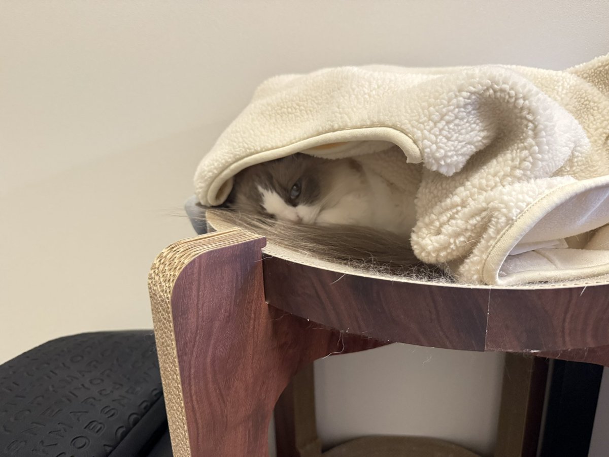 ragdoll0504's tweet image. エアコンの風が当たらないように🌬️