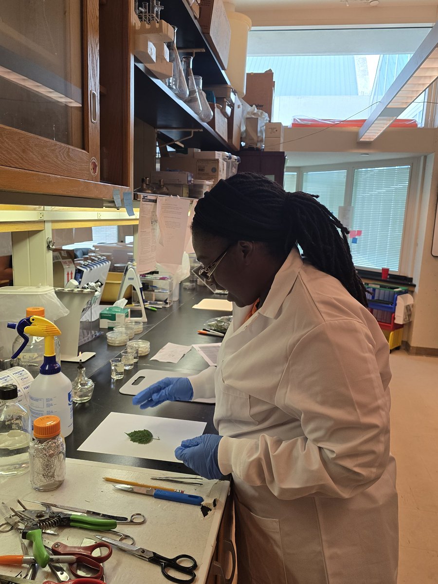 JibrinLab's tweet image. Grateful to APS @PlantDiseaseJ for awarding me the 2025 Dr.
Lafayette Frederick Diversity in Mentoring Award. Last week, with support from the fund that comes with the award, we welcomed Daviona Jackson, recent Langston University graduate, as an intern in the Lab.