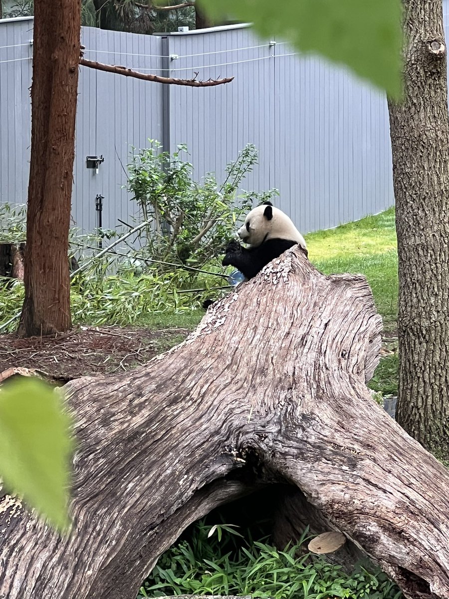 niceguyjonesy's tweet image. The National Zoo did not disappoint. Tigers, pandas and gorillas were the highlights this morning. #KarcherDC25 #animalfun