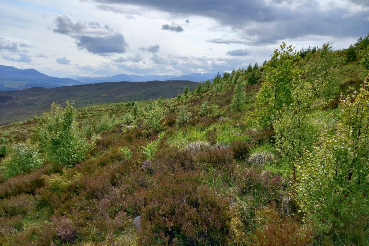 treesforlifeuk's tweet image. Trees do so much more than meet the eye - they clean our air, support #wildlife, combat climate change, and boost our health and #wellbeing. 🌱
While we breathe in oxygen and exhale carbon dioxide, trees do the reverse - helping to purify the air we breathe.
#CleanAirDay