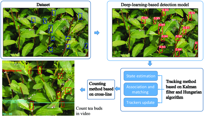 We developed a deep learning method for tea yield estimation using an enhanced YOLOv5 model. It accurately counts tea buds in the field with 91.88% precision and 0.98 correlation to manual counts. #tea
Details: doi.org/10.34133/plant…