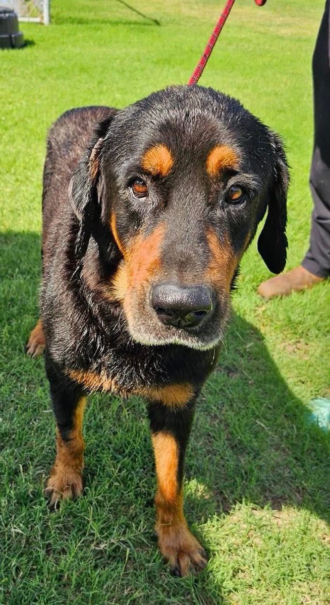 THOR #A381475 10yo, darling boy still fighting for his precious life 💔 
He should b cherished,not MURDERED!
So sweet,laid back,not old, EXPERIENCED!
Extremely loving boy,PLZ save him
PLZ #ADOPT #FOSTER OR #PLEDGE FOR RESCUE 🛟 #CorpusChristi 
He will steal your heart ❤️