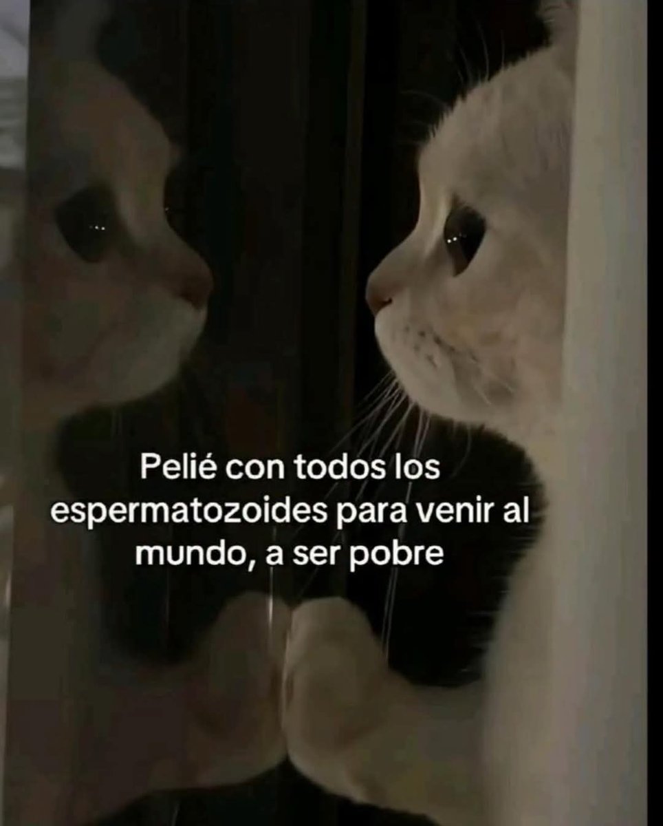 Así no se puede!! 😿😿🐾🐾