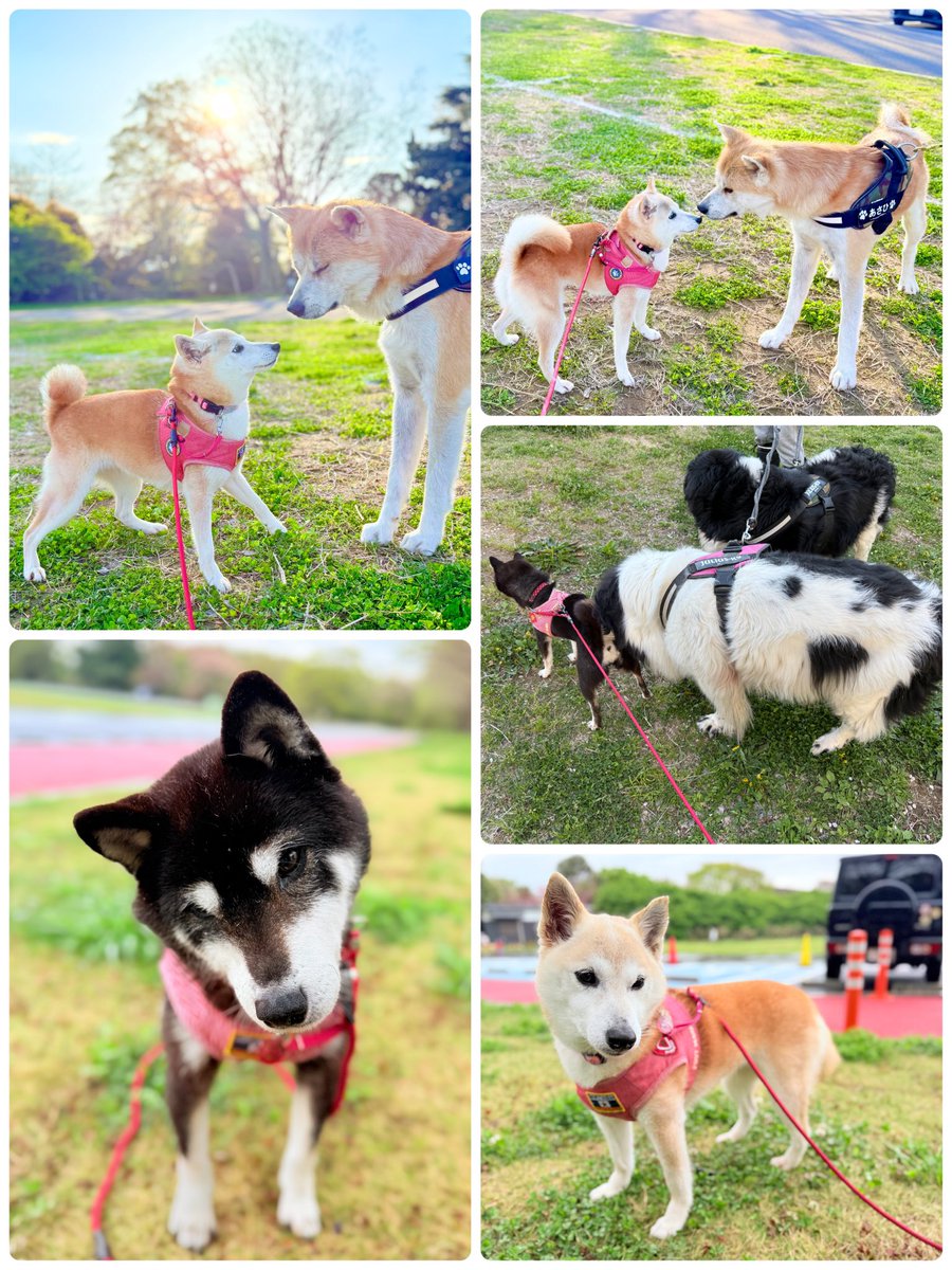 ブログを更新しました🆙

春の初めの
もふもふ日和のお話と
ブログ開設１５周年だよの話です✨

kabochan.blog.jp/archives/54074…