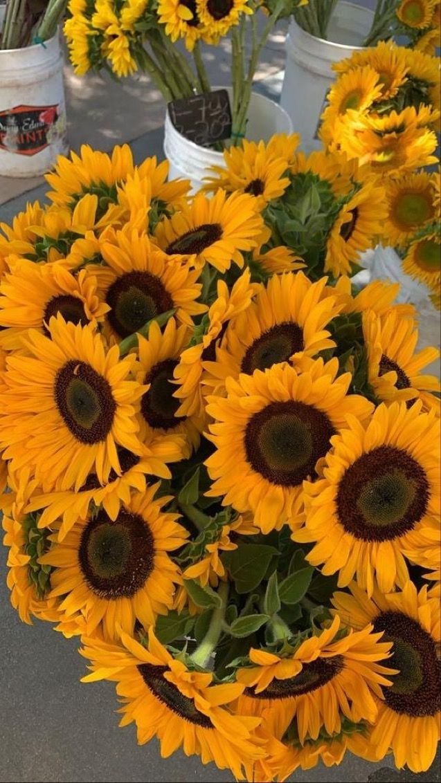 sunflowerchives's tweet image. sunflowers on the market