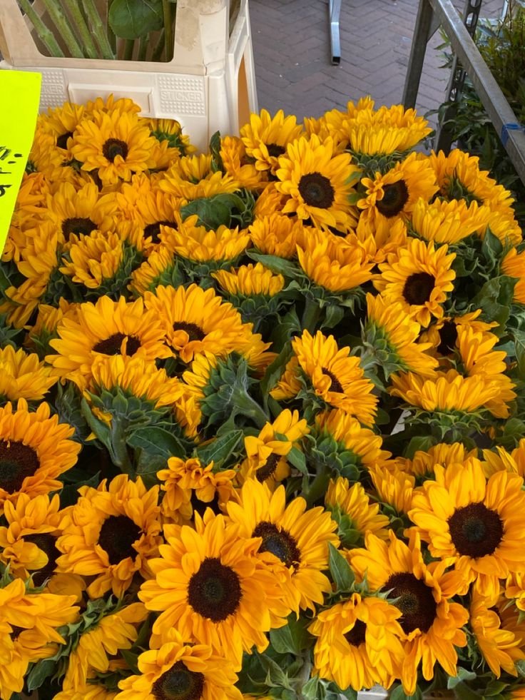 sunflowerchives's tweet image. sunflowers on the market