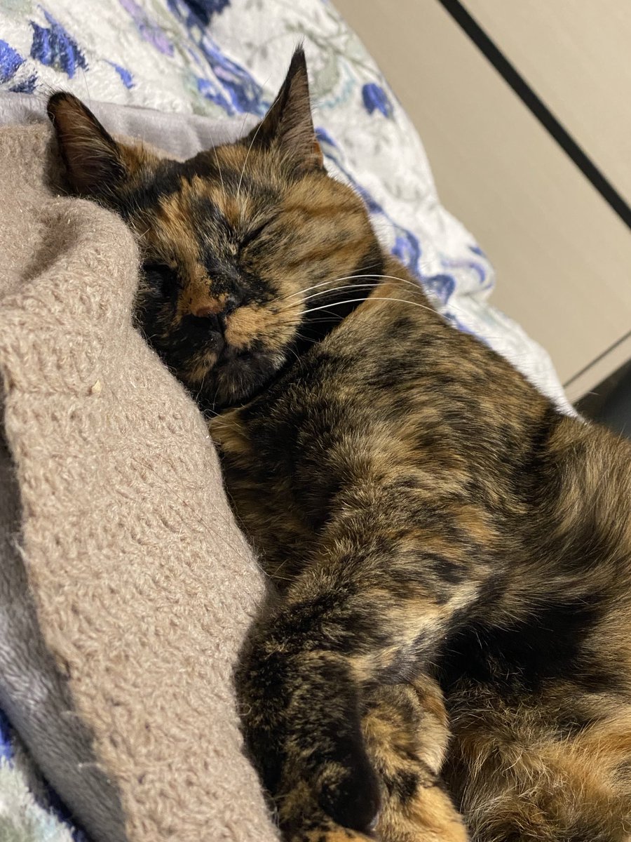 ♡ねこさん ♡ 猫田さん 猫多頭飼いの日常 (@nekotasan28) • Instagram photos