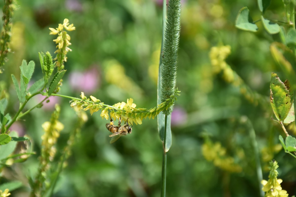 syngentacanada's tweet image. We need pollinators and pollinators need us. 🐝🦋🐞
#OperationPollinator supports farms across Canada help establish #pollinator habitats &amp;amp; increase #biodiversity, which means more nutritious food! #pollinatorweek
