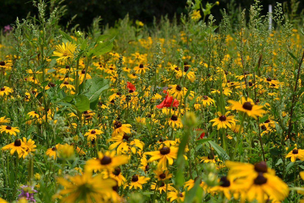 syngentacanada's tweet image. We need pollinators and pollinators need us. 🐝🦋🐞
#OperationPollinator supports farms across Canada help establish #pollinator habitats &amp;amp; increase #biodiversity, which means more nutritious food! #pollinatorweek