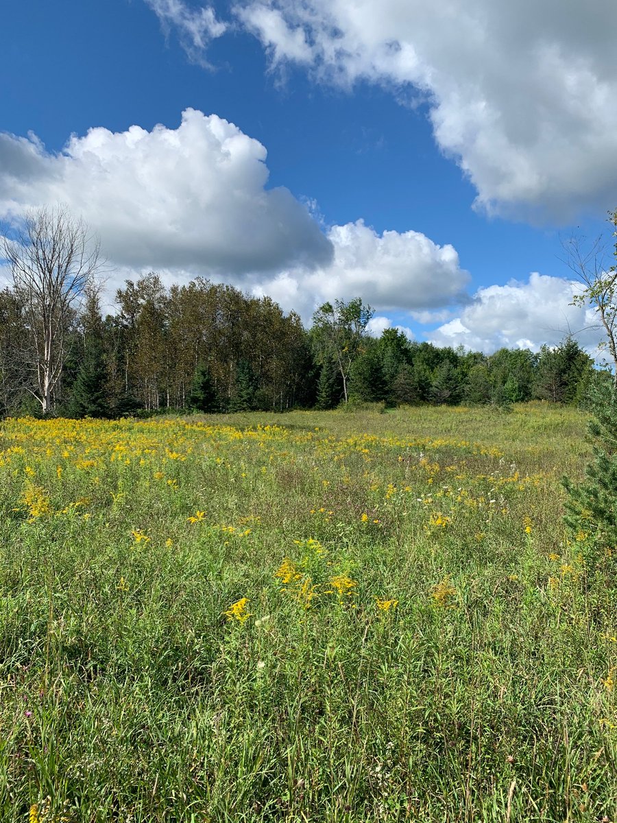 syngentacanada's tweet image. We need pollinators and pollinators need us. 🐝🦋🐞
#OperationPollinator supports farms across Canada help establish #pollinator habitats &amp;amp; increase #biodiversity, which means more nutritious food! #pollinatorweek