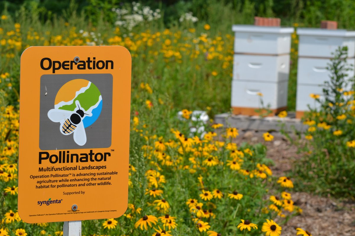 syngentacanada's tweet image. We need pollinators and pollinators need us. 🐝🦋🐞
#OperationPollinator supports farms across Canada help establish #pollinator habitats &amp;amp; increase #biodiversity, which means more nutritious food! #pollinatorweek