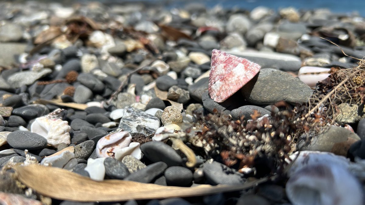 ワイ「もう..しばらくここにおるわ..」
貝「うむ」
