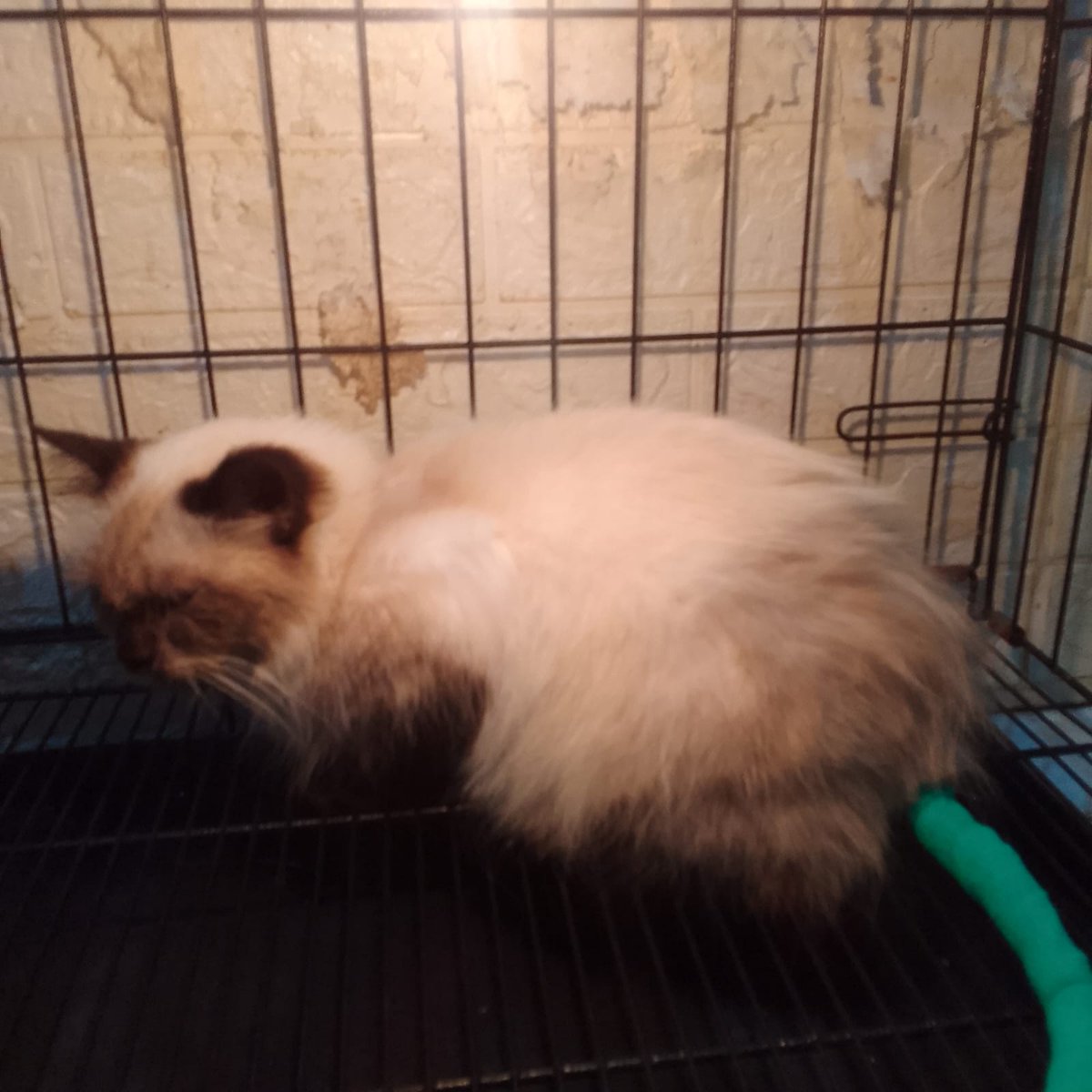 hi semua, pernalkan nama ku cemong, aku FIP kering survivor, pertama kali ketemu dengan babu, aku ditemuin deket rumah waktu sore hari saat hujan, akhirnya aku tinggal sama babu ku—