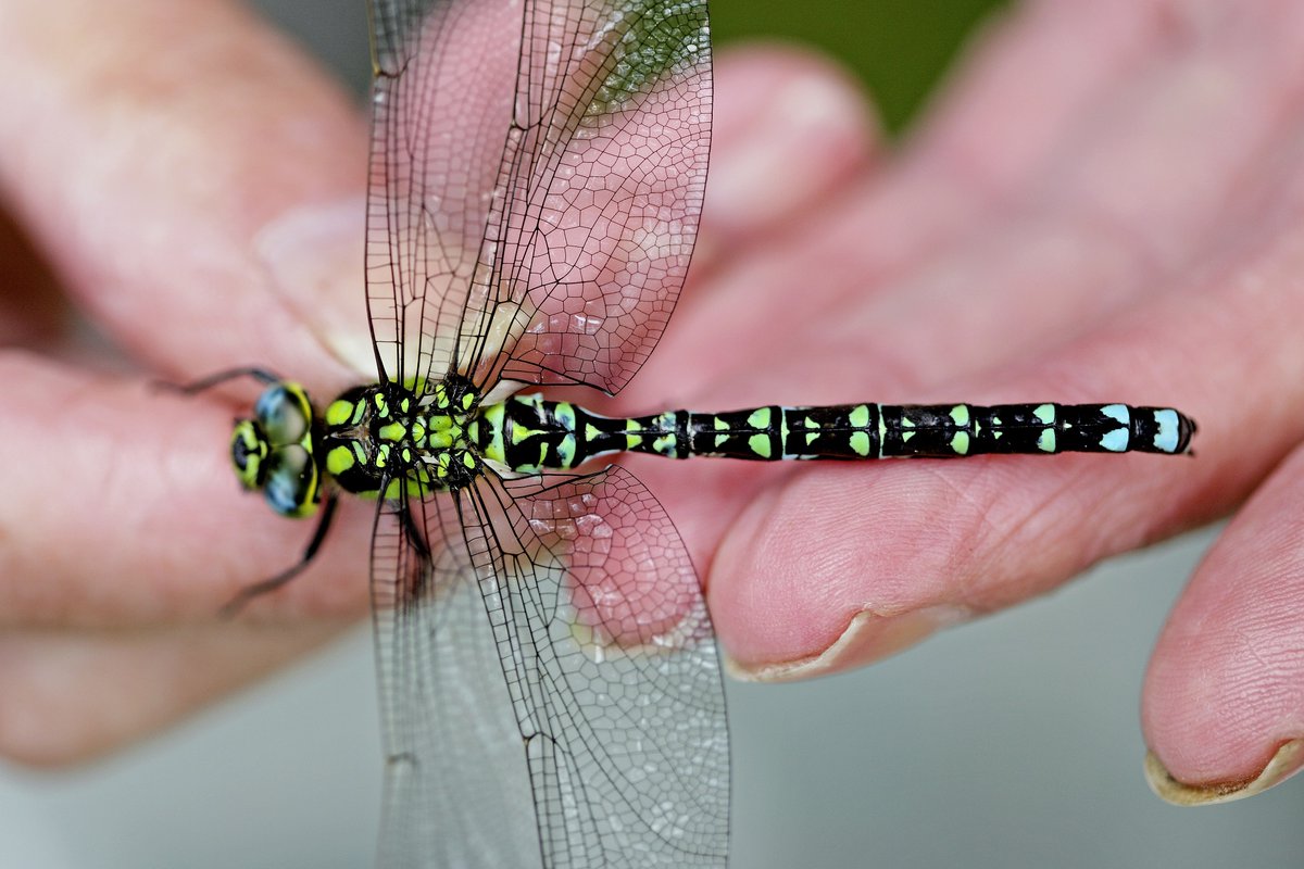 Museum of Zoology, Cambridge (@zoologymuseum) on Twitter photo Fancy coming on a minibeast hunt? This Sat 21 June, we're running expert minibeast hunts in Cambridge - starting at the Museum 🦋 Part of our Zoology Live! event - our biggest annual family day 😀 FREE - book ahead, space limited 🐝ow.ly/xlyg50WbAZJ <a href="/CamUnivMuseums/">University of Cambridge Museums</a> Fancy coming on a minibeast hunt? This Sat 21 June, we're running expert minibeast hunts in Cambridge - starting at the Museum 🦋 Part of our Zoology Live! event - our biggest annual family day 😀 FREE - book ahead, space limited 🐝ow.ly/xlyg50WbAZJ <a href="/CamUnivMuseums/">University of Cambridge Museums</a>