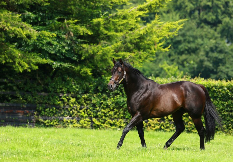 No Nay Never filly True Love lands the Queen Mary Stakes in fine style.

Coolmore's homebred is out of the Listed-winning Fastnet Rock mare Alluringly, making her a sister or half-sister to fellow Group 2 winners Truly Enchanting and Lily Pond.