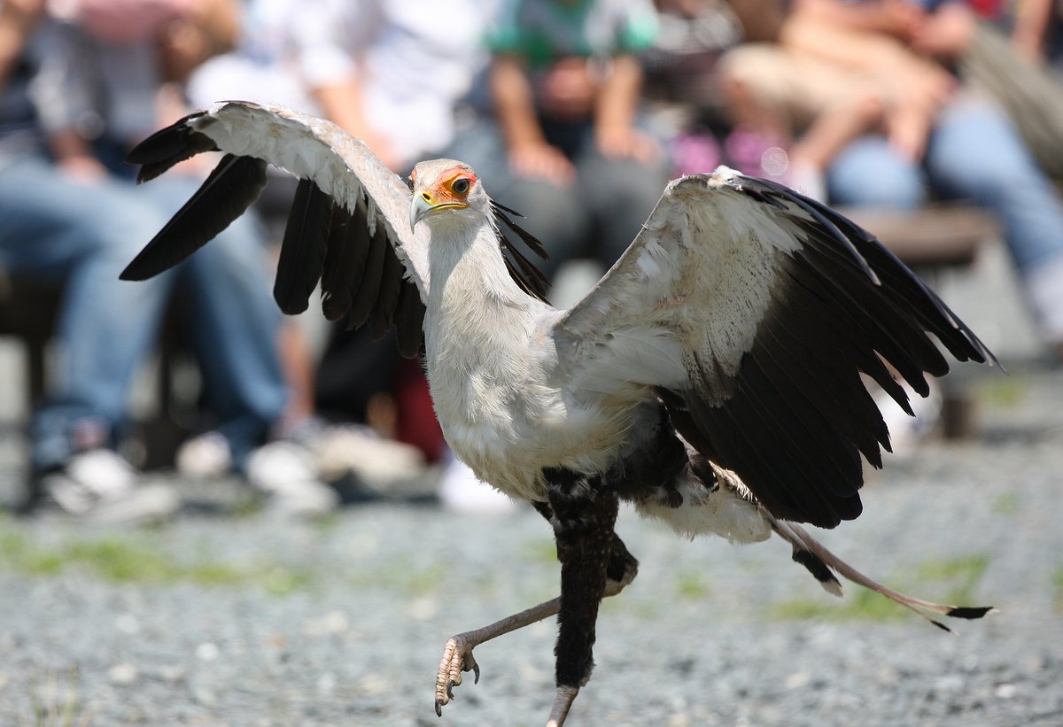 【速報】
今年の12月6日㈯・7日㈰に！
掛川花鳥園で！
猛禽類
爬虫類
両生類
のグッズ販売イベントが開催できそう！
詳細は近日中に
作家様、ぜひぜひご参加お待ちしています
ことり万博に負けないようなイベントにしていきたいな
※生体販売はNGになります

#掛川花鳥園